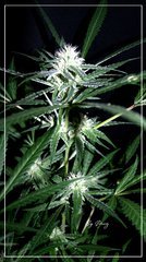 F+30 NL#5XHAZE 4 +.JPG