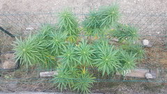 Easy Haze #1 06_09