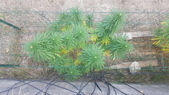 Black Bomb #1 06_09