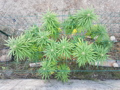 Easy Haze #1 21_09.jpg