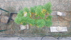 Tropimango #1 06_09