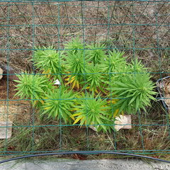 Tropimango #2 11_09.jpg