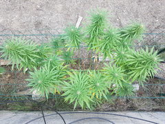 Black Bomb #2 21_09.jpg