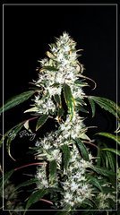 F+77 Spyrock hashplant bud.JPG