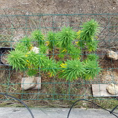 Tropimango #1 11_09.jpg