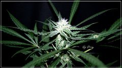 F+30 NL#5XHAZE 4.JPG