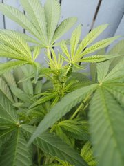 Dinamed CBD + Zoomed.jpg