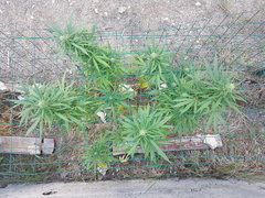 Easy Haze #2 21_09.jpg