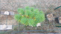 Tropimango #2 06_09