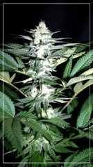F+30 BLUEBERRY#2 +.JPG