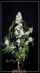 F+77 Spyrock hashplant .JPG