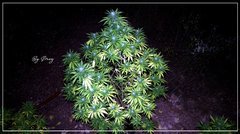 20.09 AFGHAN OG +.JPG