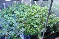 20200903_200316_crop_90