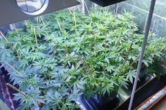 20200903_200336_crop_21.jpg