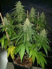 20200909_180627.jpg