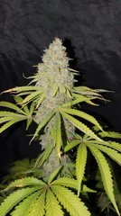 Gorilla scout