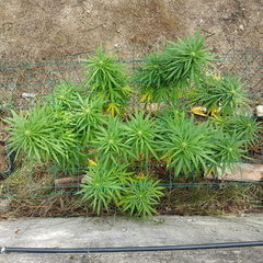 Easy Haze #1 11_09.jpg