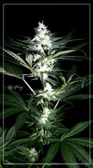 F+30 NL#5XHAZE 5 +.JPG