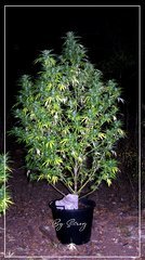 20.09 AFGHAN OG .JPG