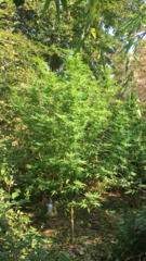 2CBDC420-AB08-4D4E-A837-314096BEBF6A.png