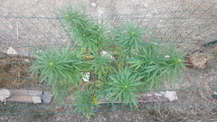 Easy Haze #2 06_09