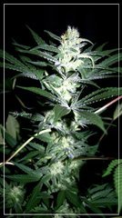 F+30 BLUEBERRY#1 +.JPG
