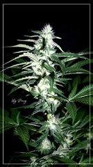 F+30 SPECIAL QUEEN#1 +.JPG
