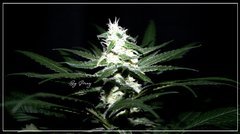 F+30 NL#5XHAZE 5.JPG