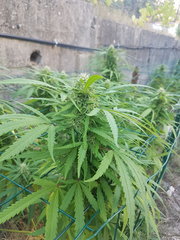 Sommité Easy Haze #1 21_09.jpg