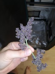 Dinamed Kush Trimmed Zoomed 3.jpg