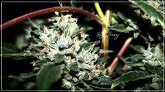 F+77 Spyrock hashplant tritri 1 .JPG