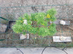 Tropimango #1 21_09.jpg