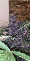 Dinamed Kush Zoomed 2.jpg