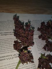 Dinamed Kush Trimmed Zoomed.jpg