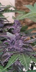 Dinamed Kush Zoomed.jpg