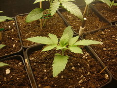 Tangie cookie 2