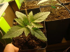 Tangie cookie 2