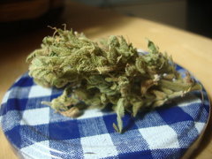 Fraggle skunk