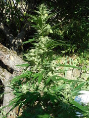DSCN5616.JPG