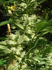DSCN5618.JPG