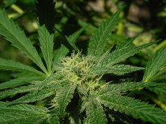 DSCN5630.JPG