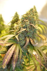 Ananas funk de BSB