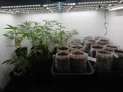 Cro sous 30w