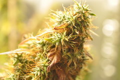 Ananas funk de BSB