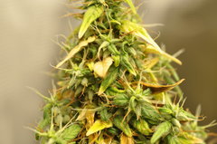 Ananas funk de BSB