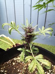 Dinamed kush auto