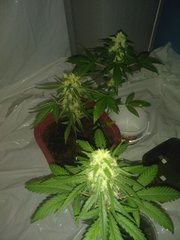 IMG_20200902_092647.jpg