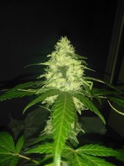 IMG_20200902_092703.jpg