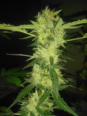 IMG_20200902_092710.jpg