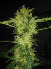 IMG_20200902_092717.jpg